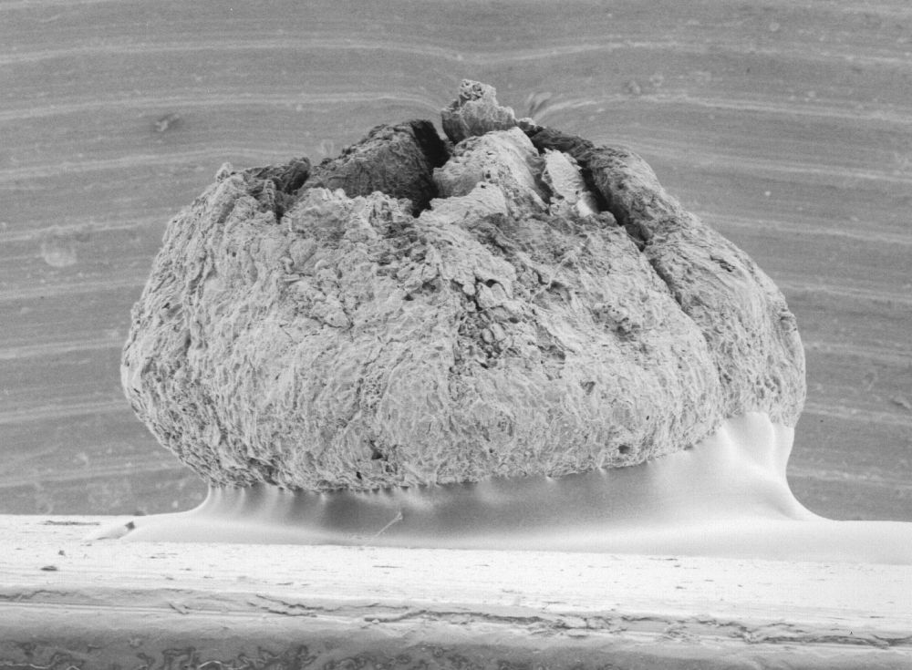 Triuridaceae Mabelia archaia