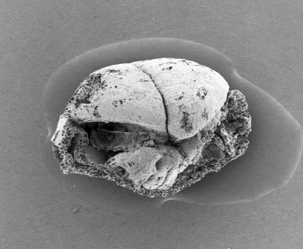 Triuridaceae Mabelia archaia