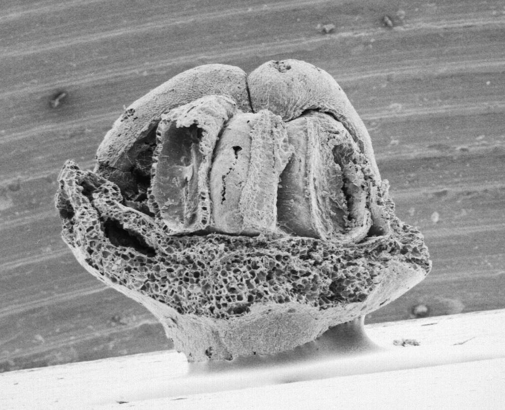 Triuridaceae Mabelia archaia