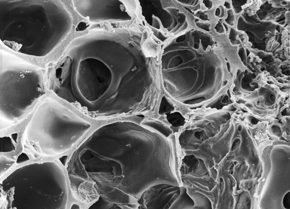 Triuridaceae Mabelia archaia