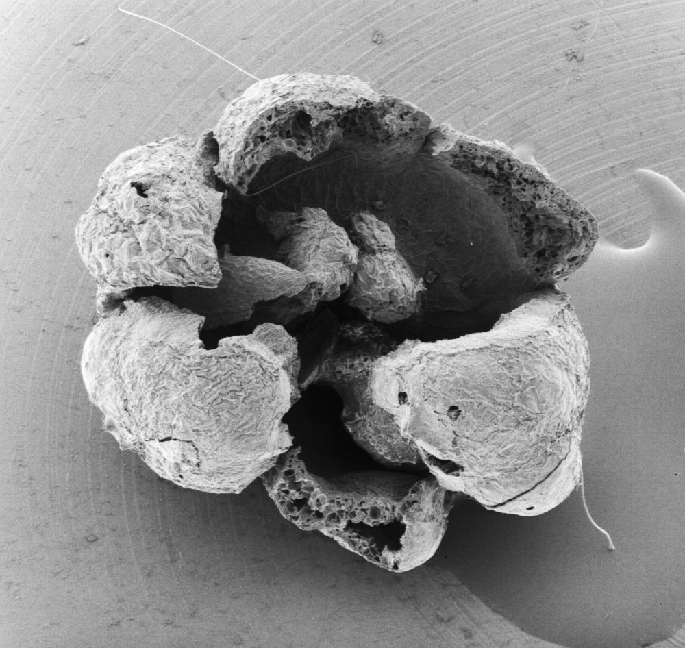 Triuridaceae Mabelia archaia