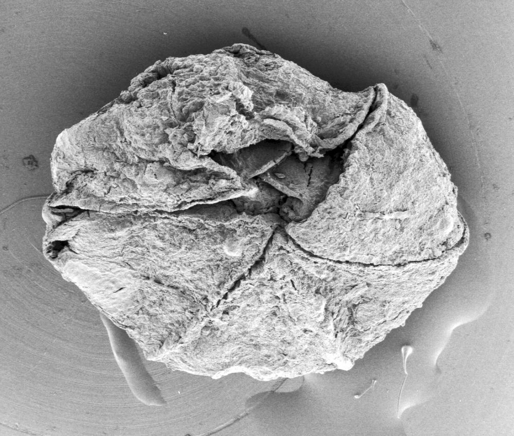 Triuridaceae Mabelia archaia