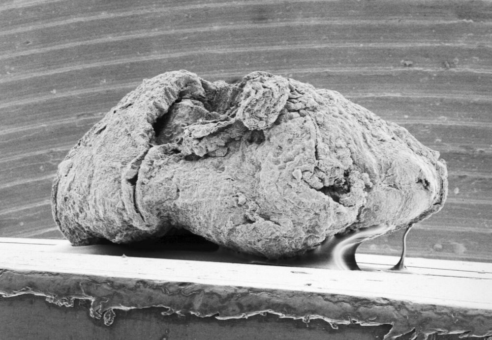 Triuridaceae Mabelia archaia