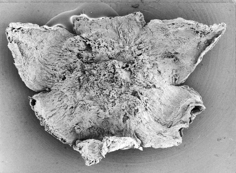 Triuridaceae Mabelia archaia