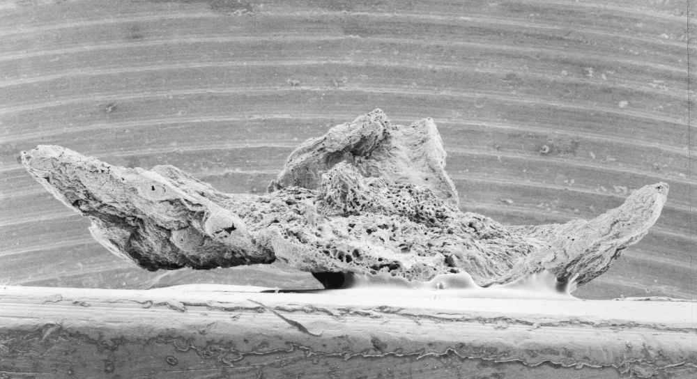 Triuridaceae Mabelia archaia