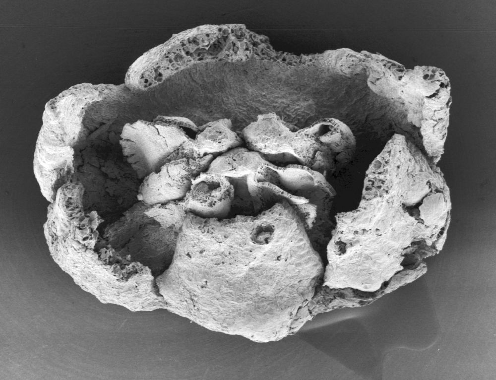 Triuridaceae Mabelia archaia