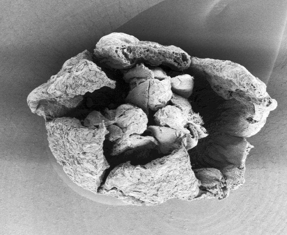 Triuridaceae Mabelia archaia