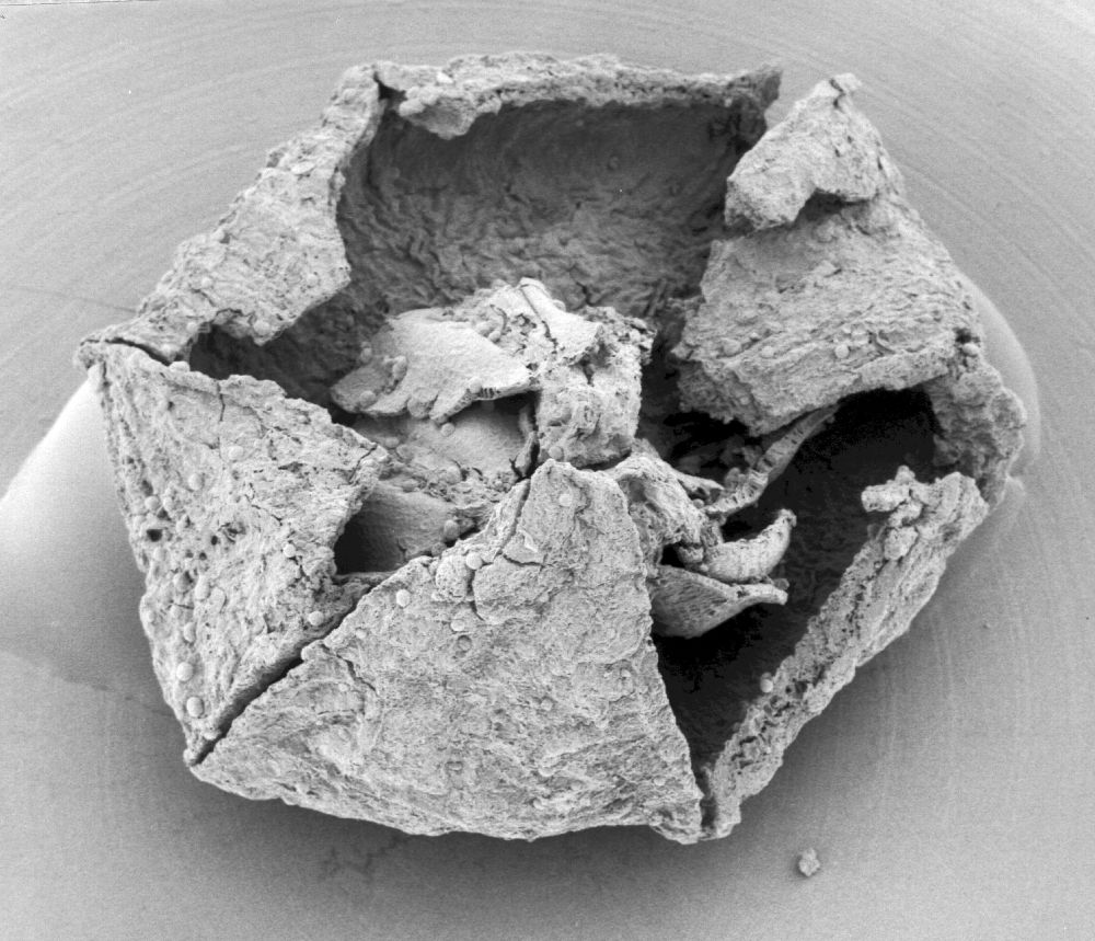 Triuridaceae Mabelia archaia