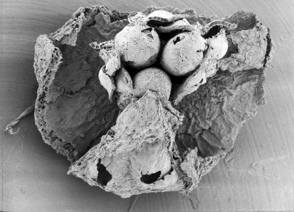 Triuridaceae Mabelia archaia