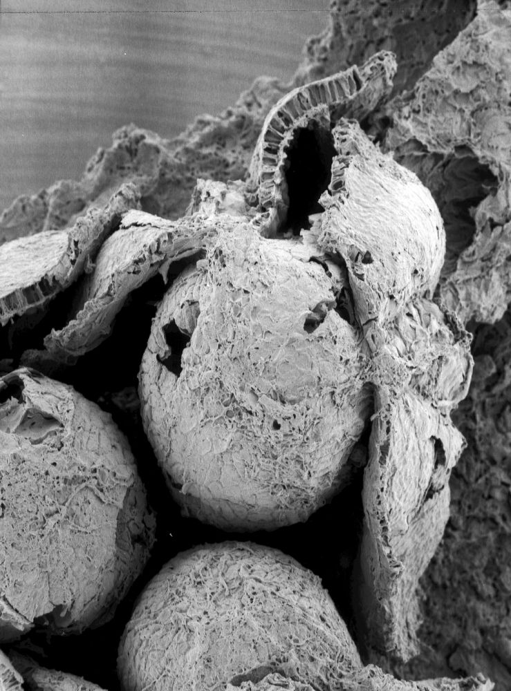 Triuridaceae Mabelia archaia