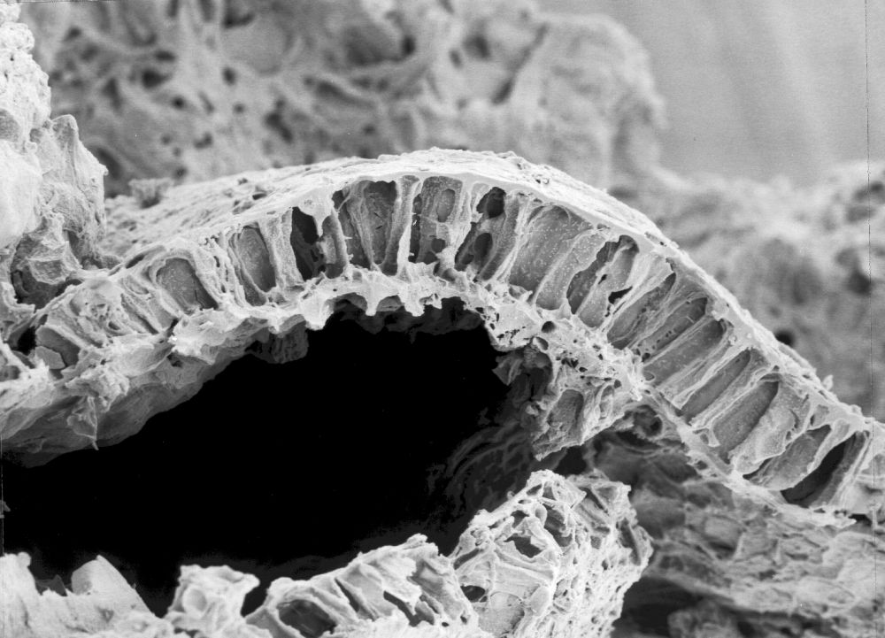 Triuridaceae Mabelia archaia