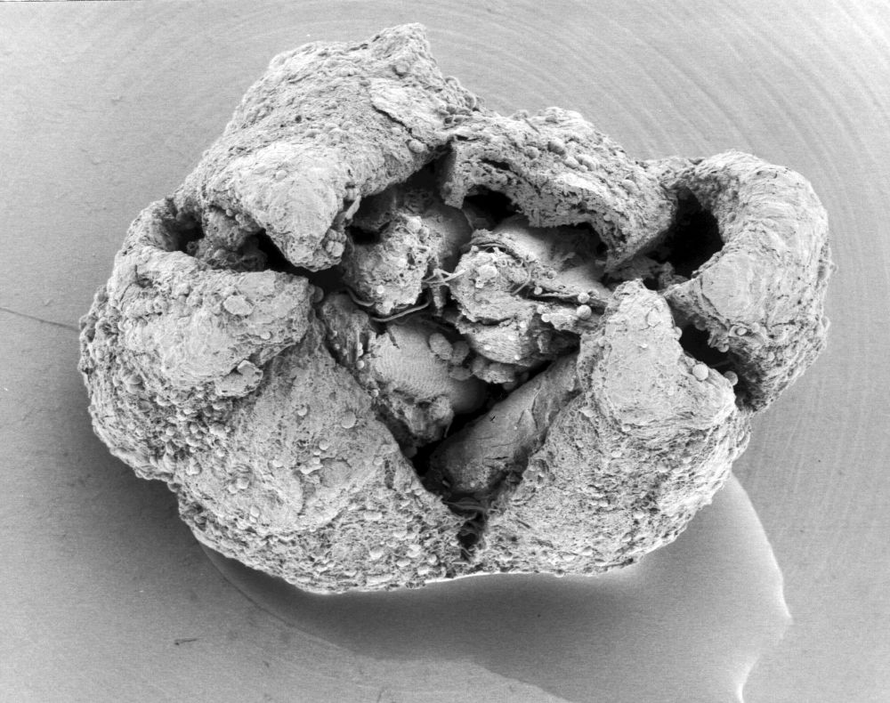 Triuridaceae Mabelia archaia