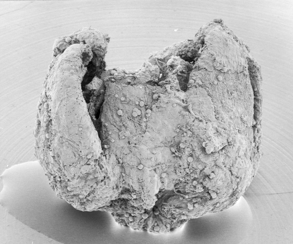 Triuridaceae Mabelia archaia