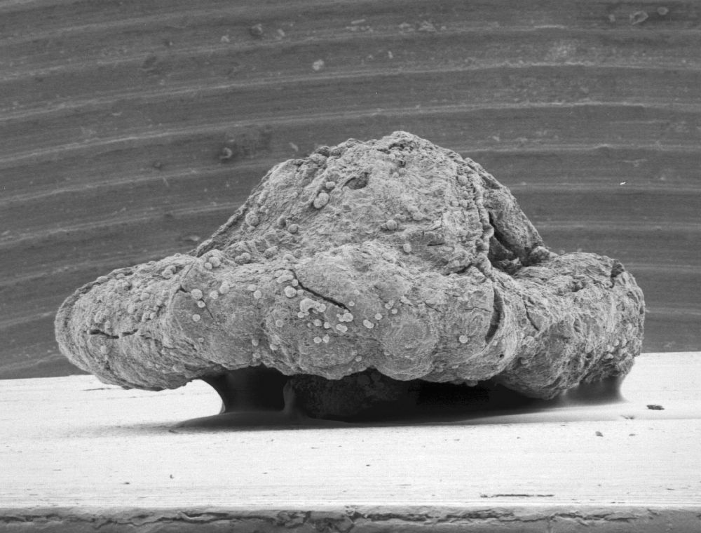 Triuridaceae Mabelia archaia