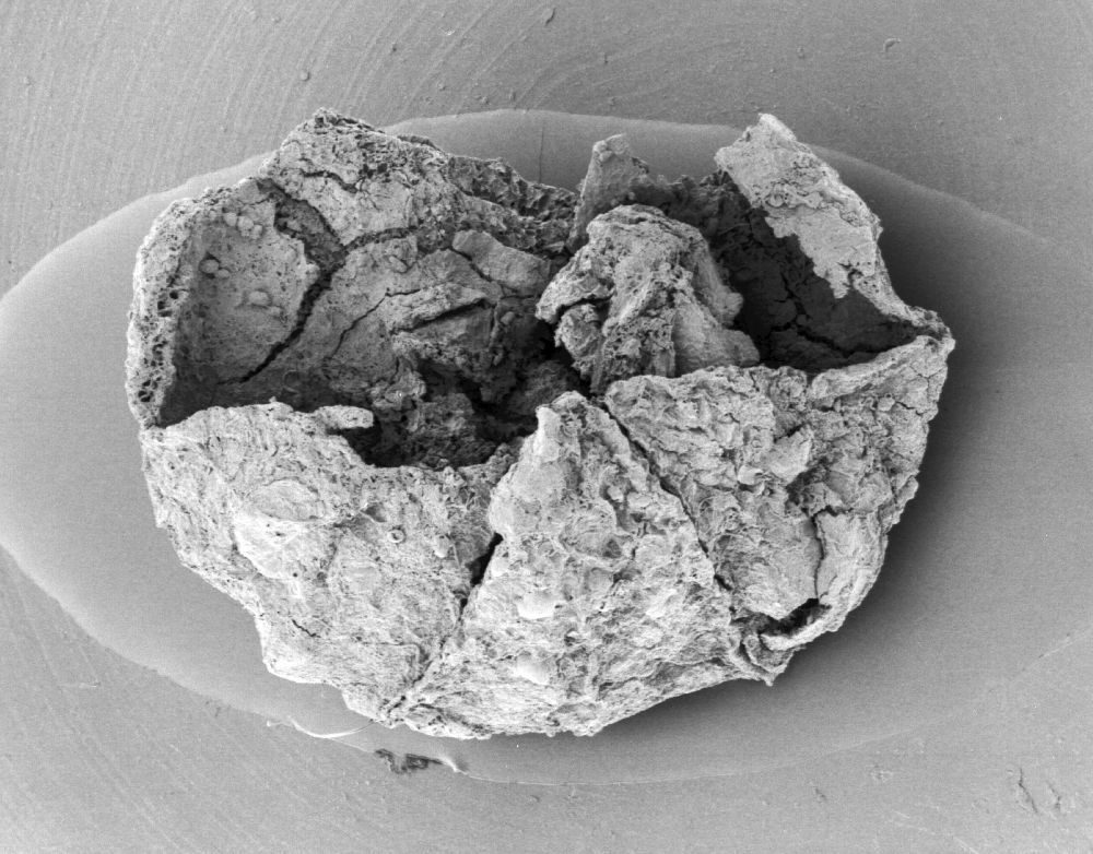 Triuridaceae Mabelia archaia