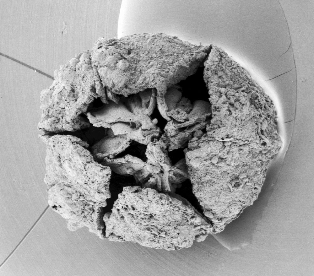 Triuridaceae Mabelia archaia