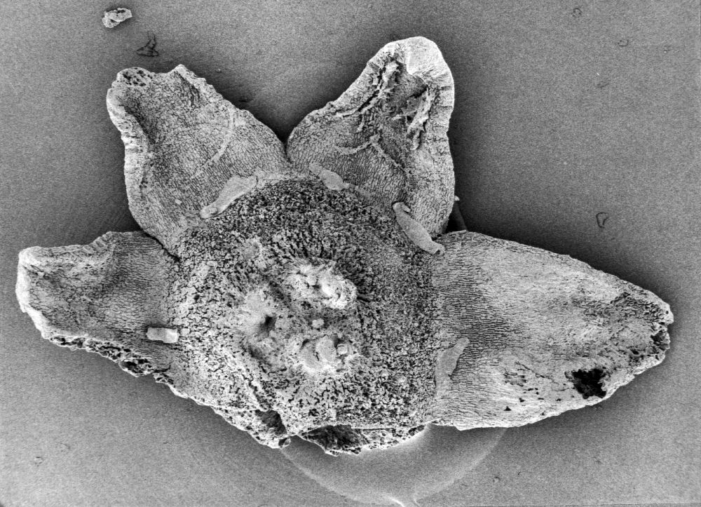 Triuridaceae Mabelia archaia