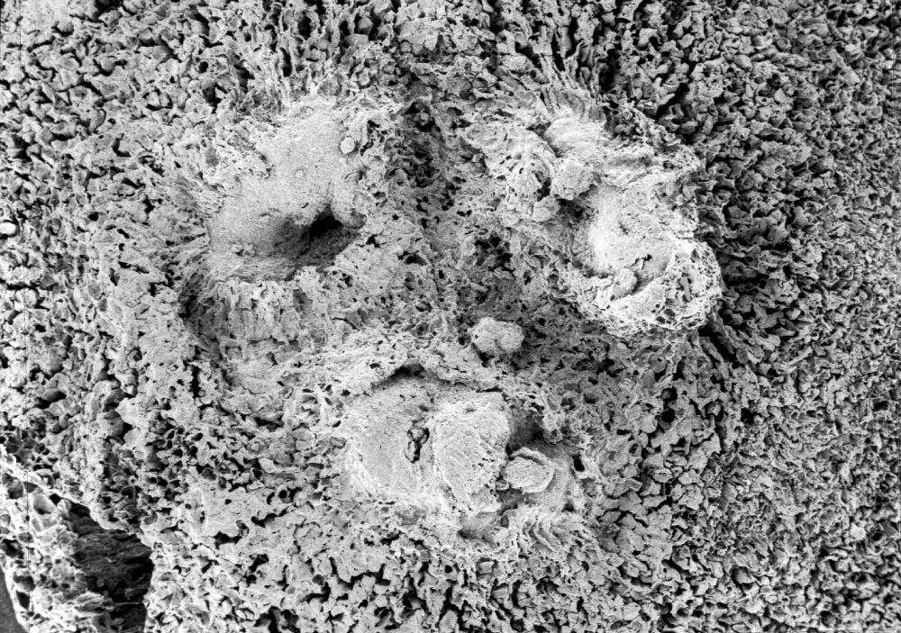 Triuridaceae Mabelia archaia