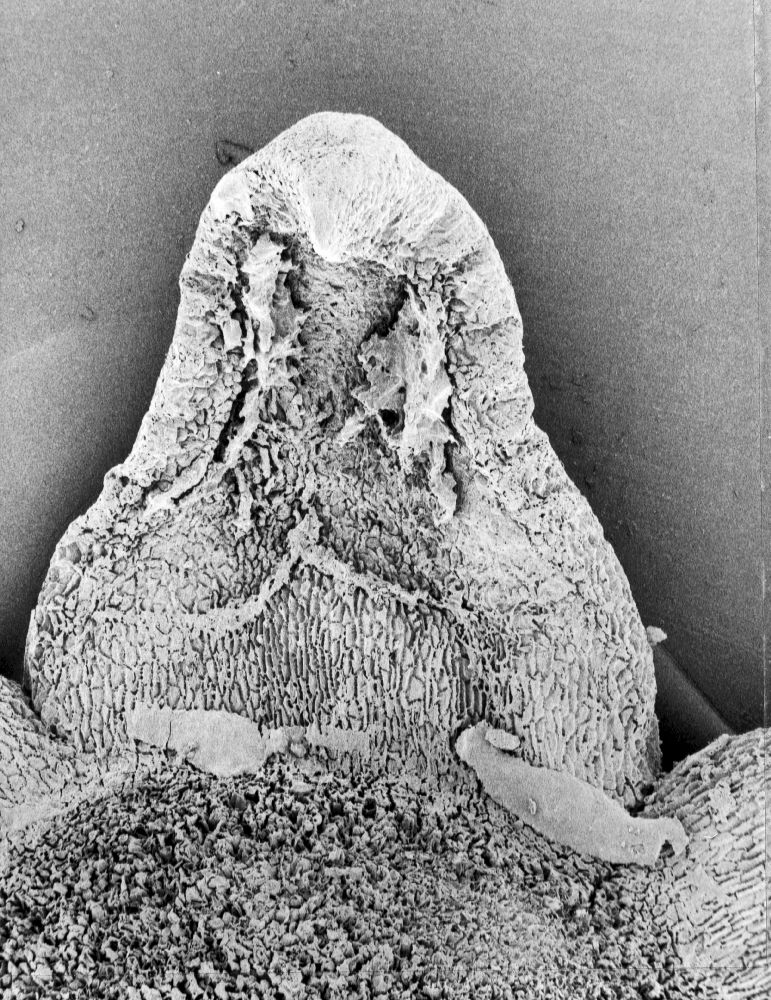 Triuridaceae Mabelia archaia