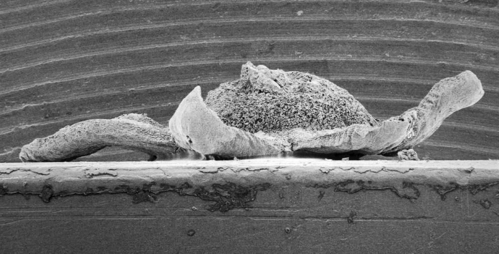 Triuridaceae Mabelia archaia