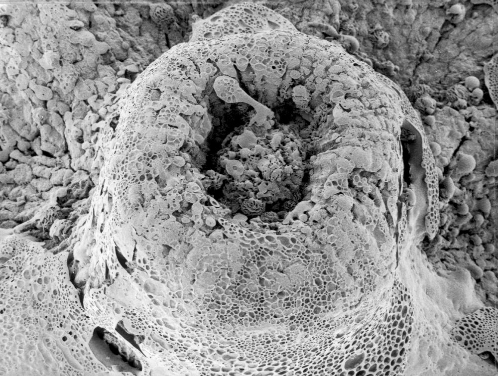 Triuridaceae Mabelia archaia