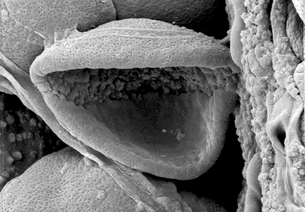 Triuridaceae Mabelia archaia