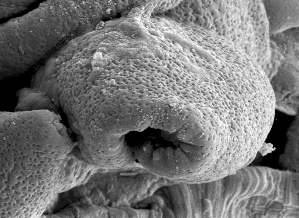 Triuridaceae Mabelia archaia