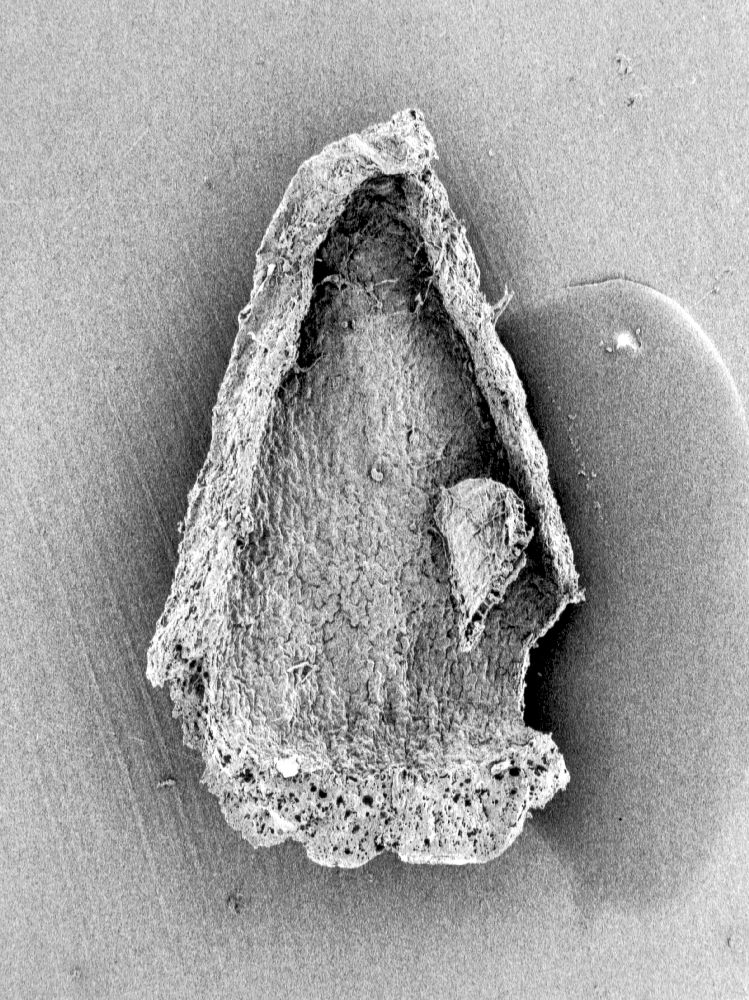 Triuridaceae Mabelia archaia