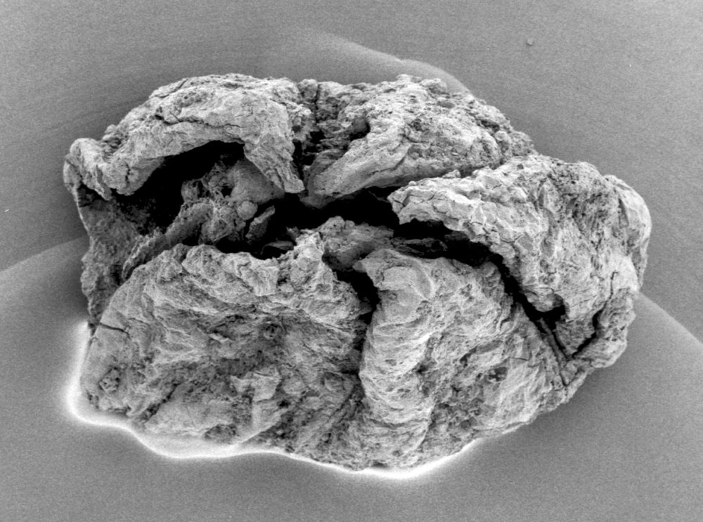 Triuridaceae Mabelia archaia