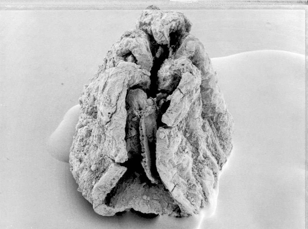 Triuridaceae Mabelia archaia