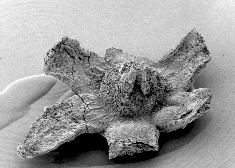 Triuridaceae Mabelia archaia