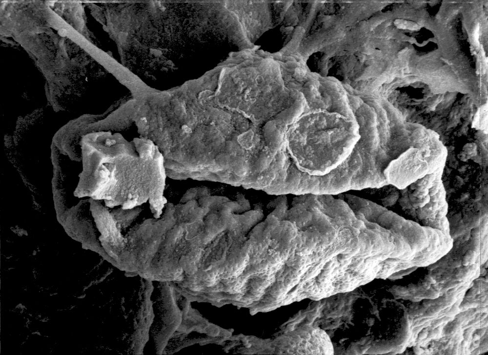 Triuridaceae Mabelia archaia