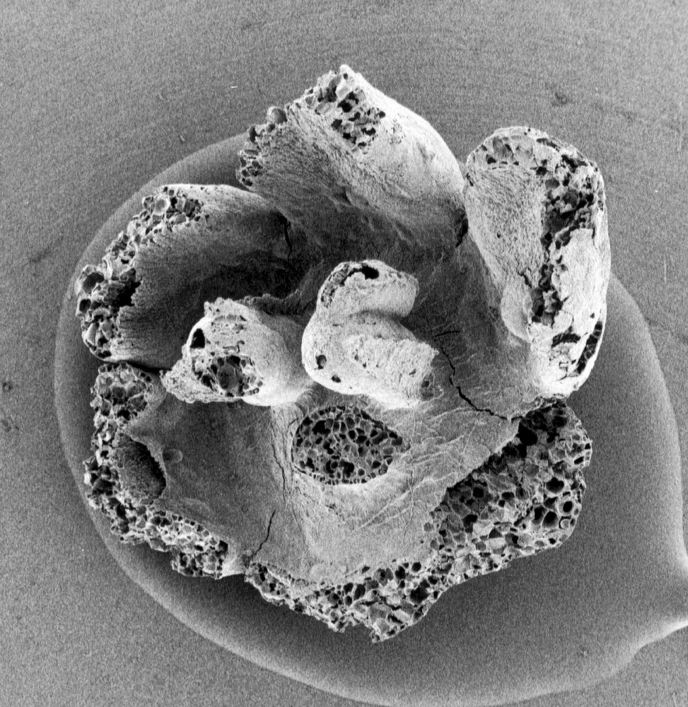 Triuridaceae Mabelia archaia