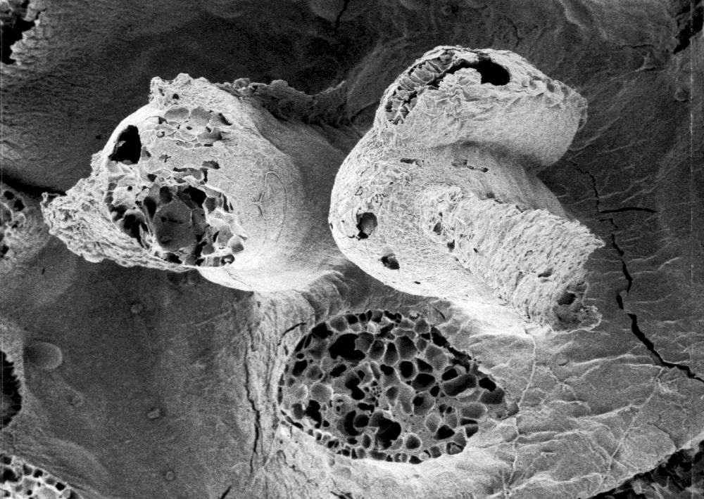 Triuridaceae Mabelia archaia