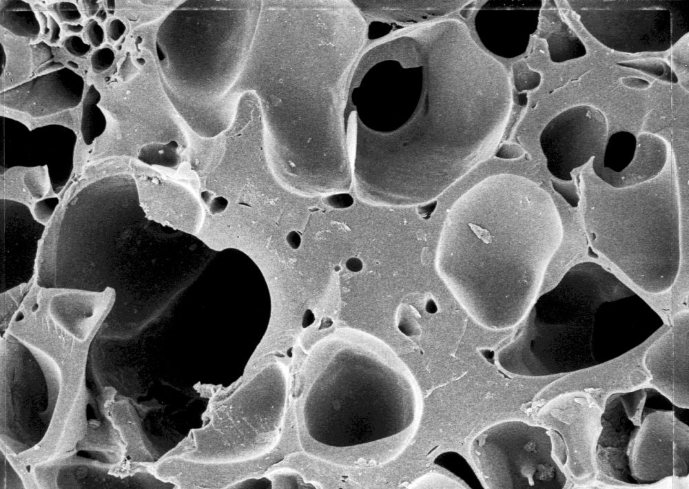 Triuridaceae Mabelia archaia