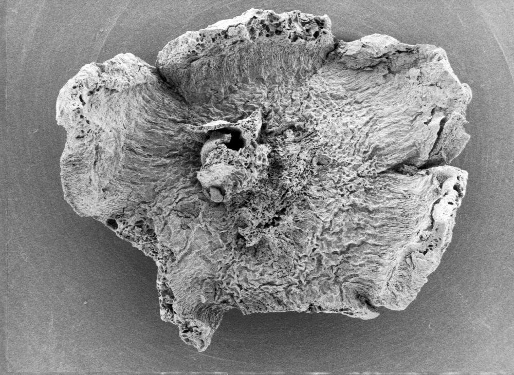 Triuridaceae Mabelia archaia