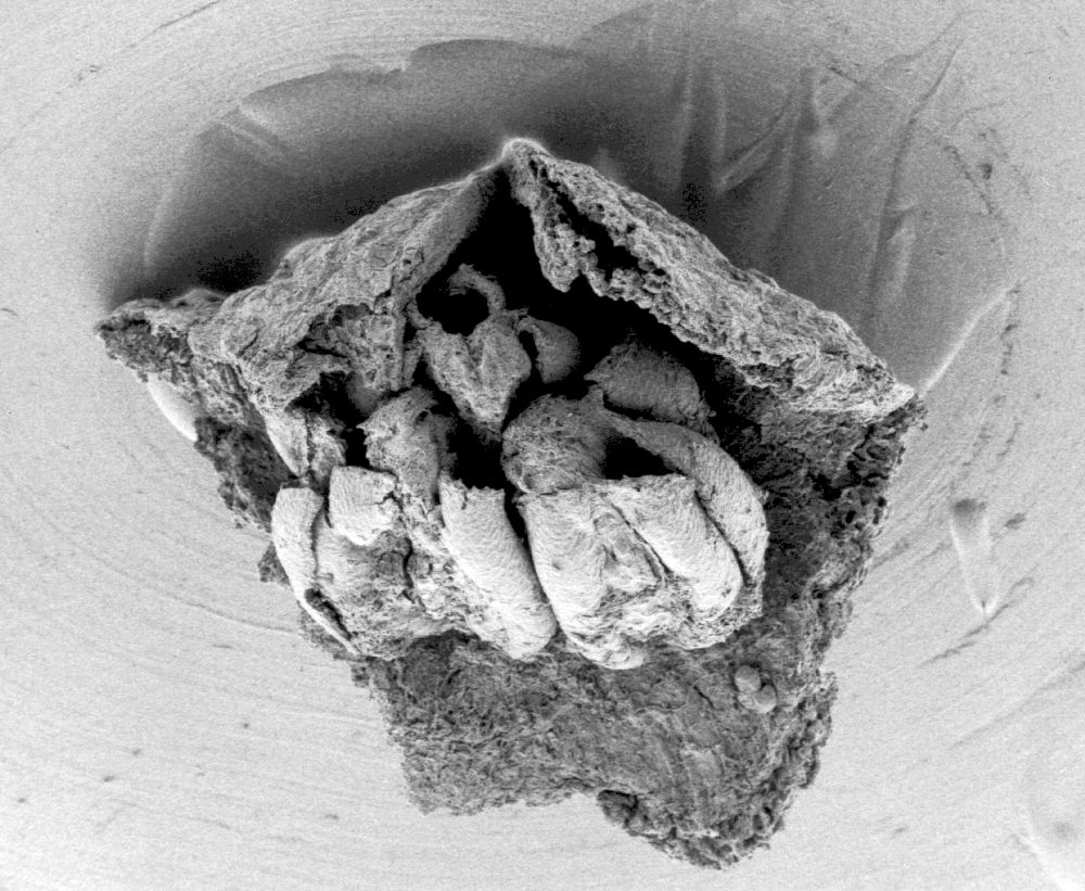 Triuridaceae Mabelia archaia