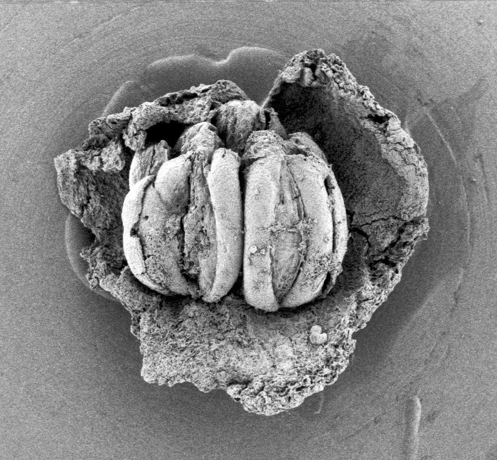 Triuridaceae Mabelia archaia