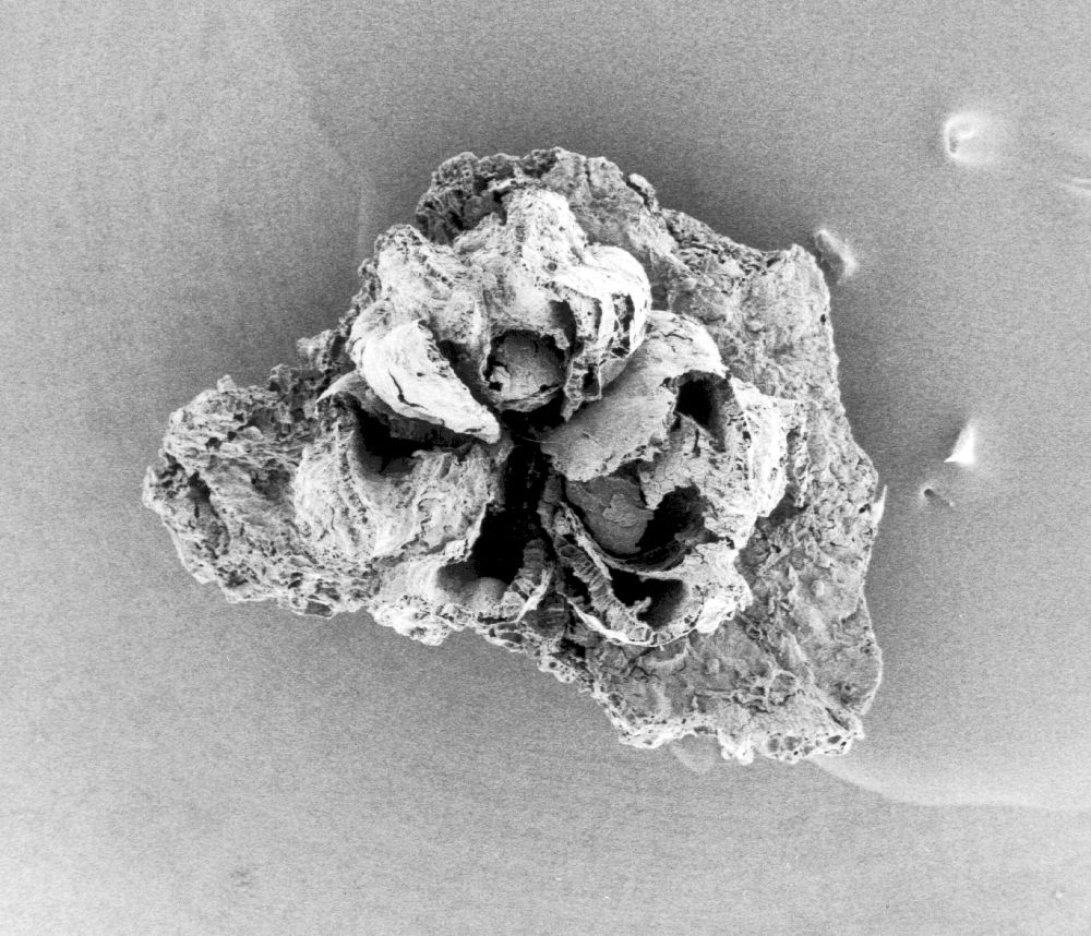 Triuridaceae Mabelia archaia