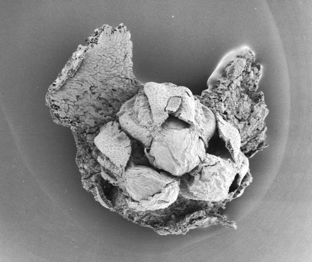 Triuridaceae Mabelia archaia