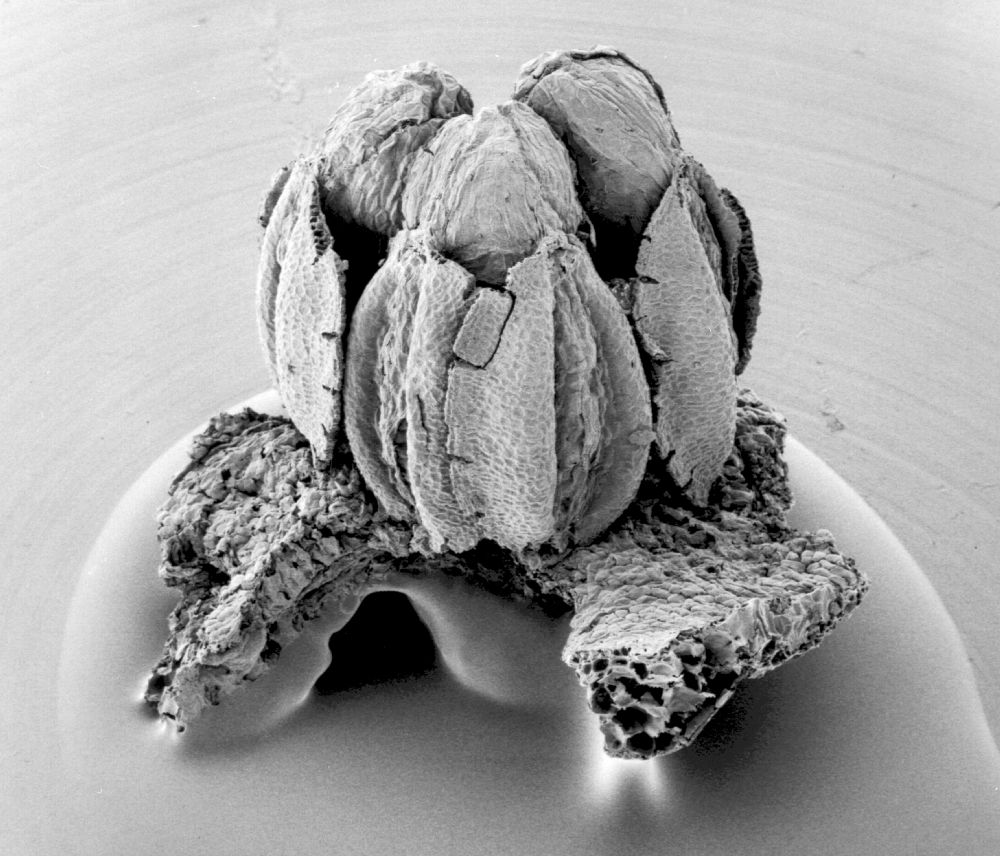 Triuridaceae Mabelia archaia