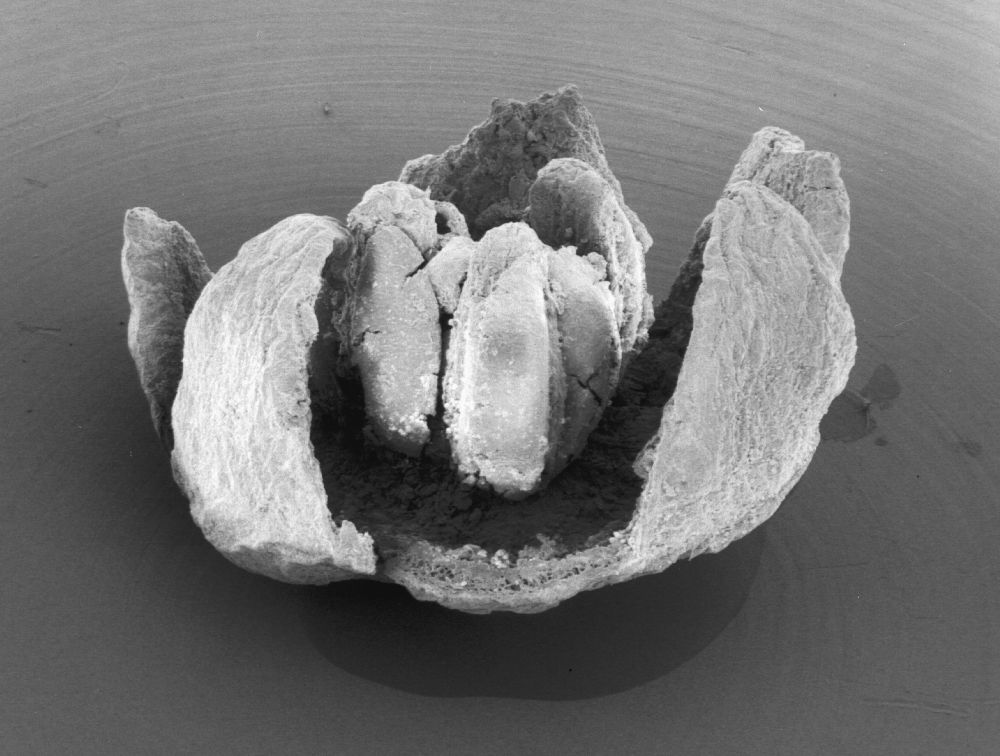 Triuridaceae Mabelia archaia