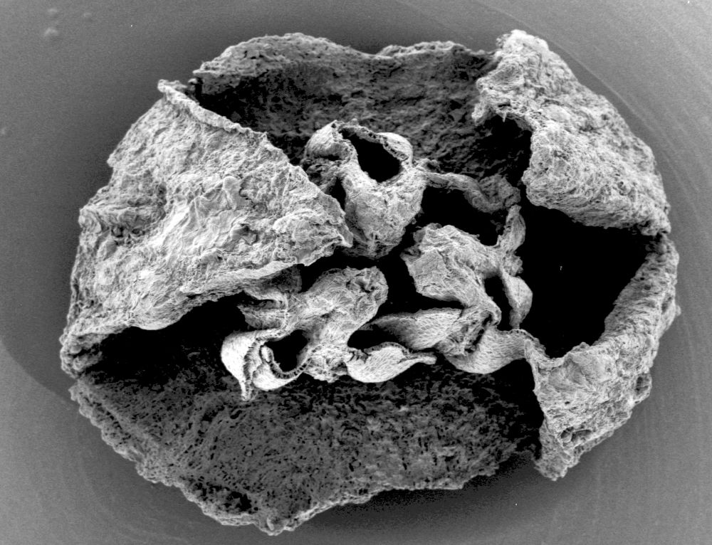 Triuridaceae Mabelia archaia