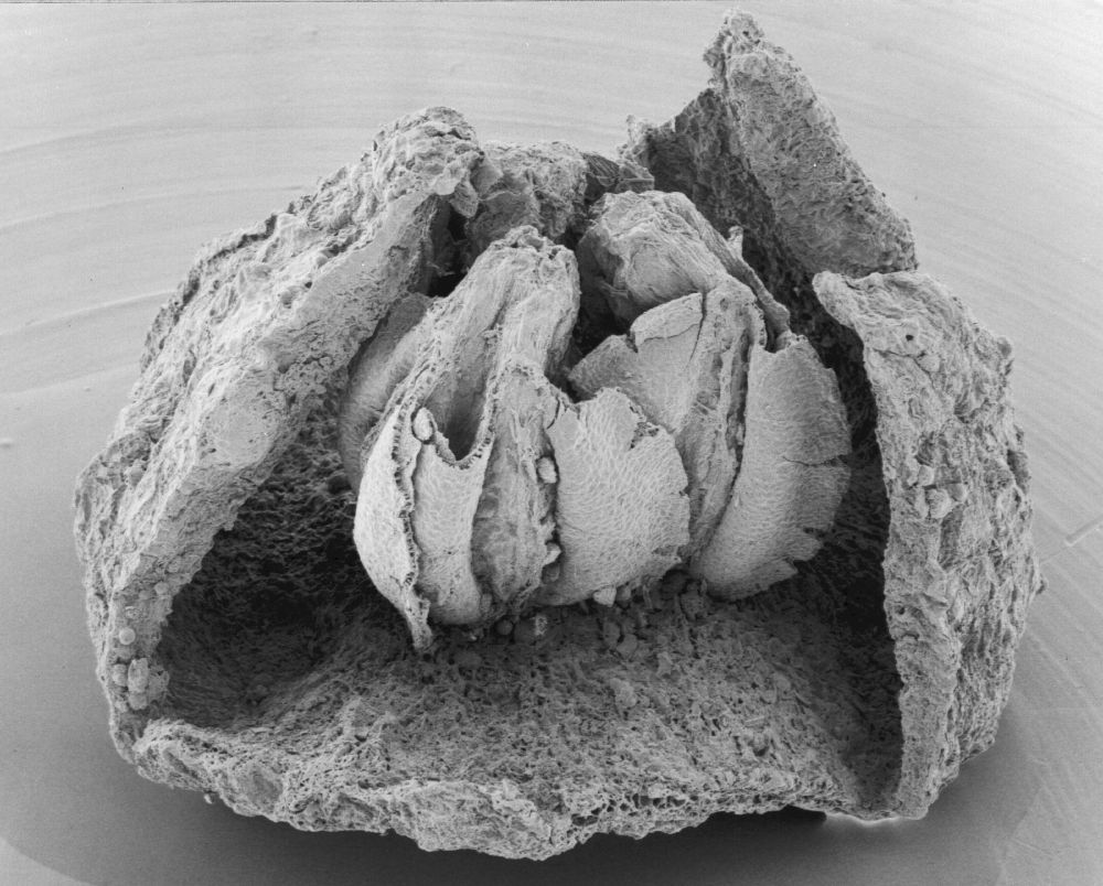 Triuridaceae Mabelia archaia