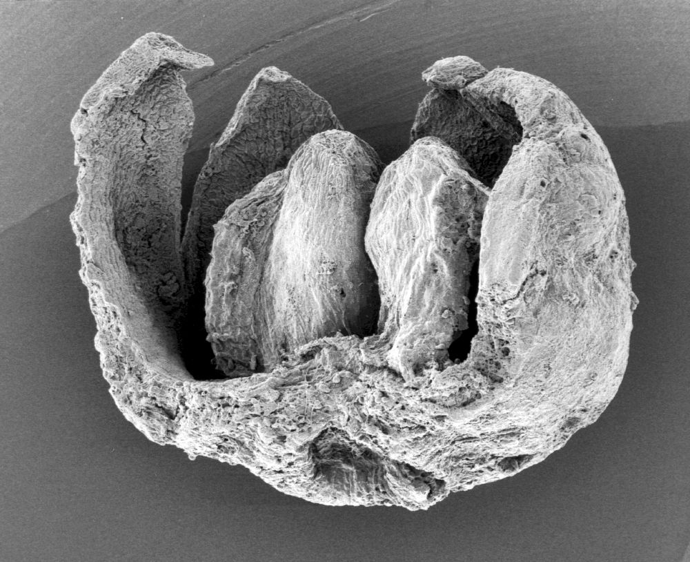 Triuridaceae Mabelia archaia