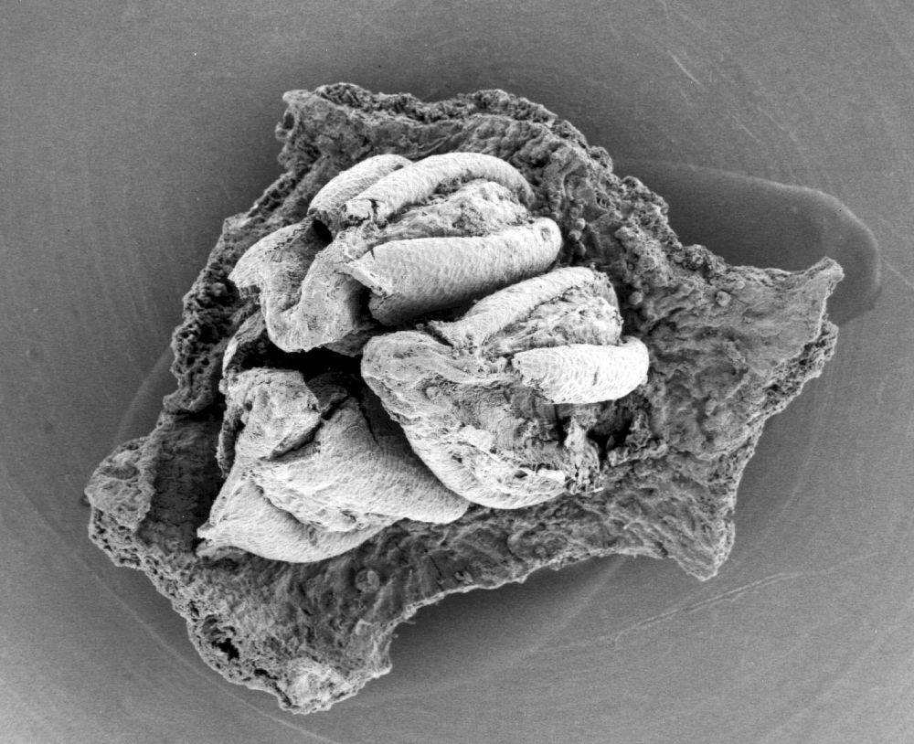 Triuridaceae Mabelia archaia