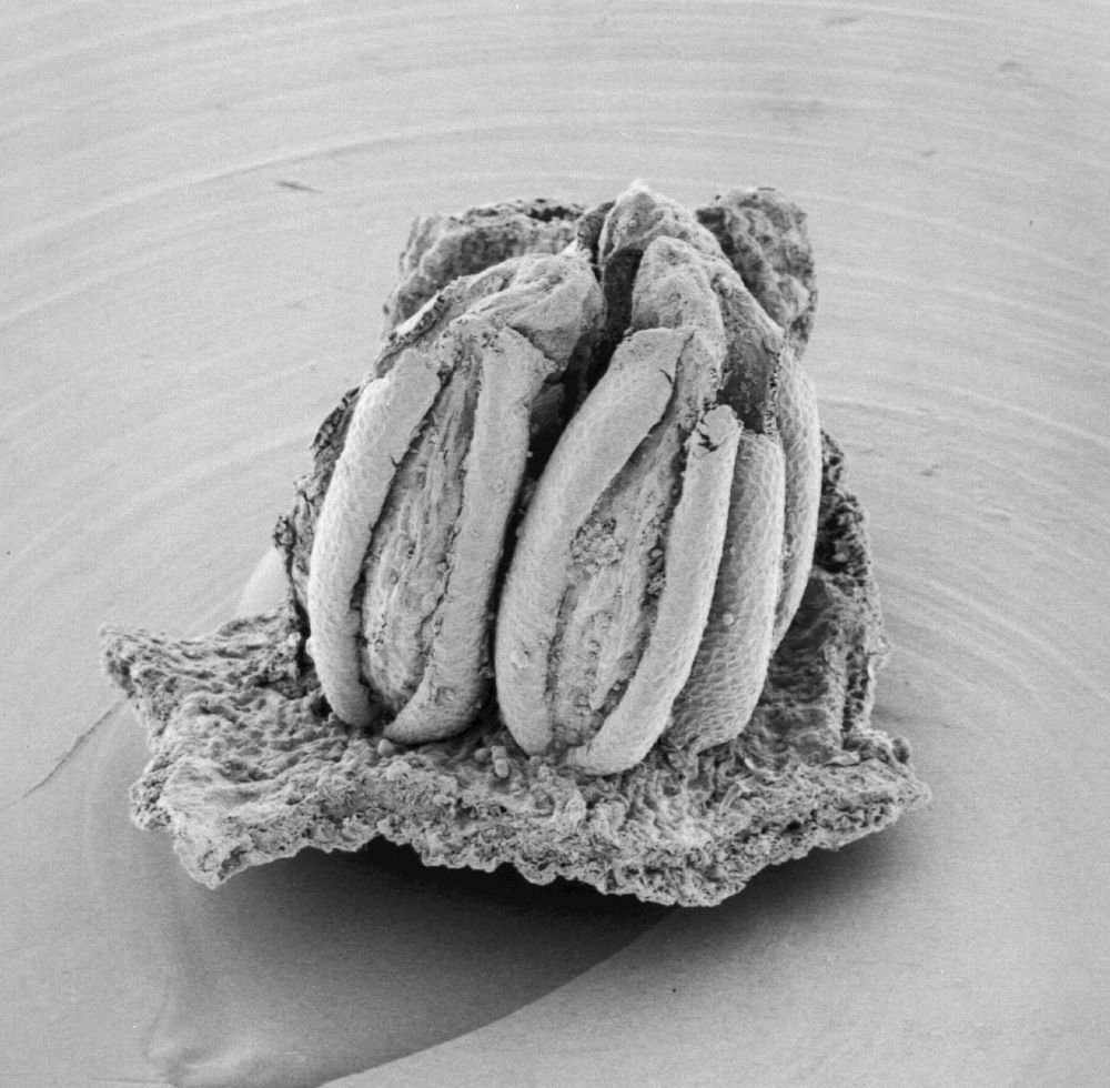 Triuridaceae Mabelia archaia