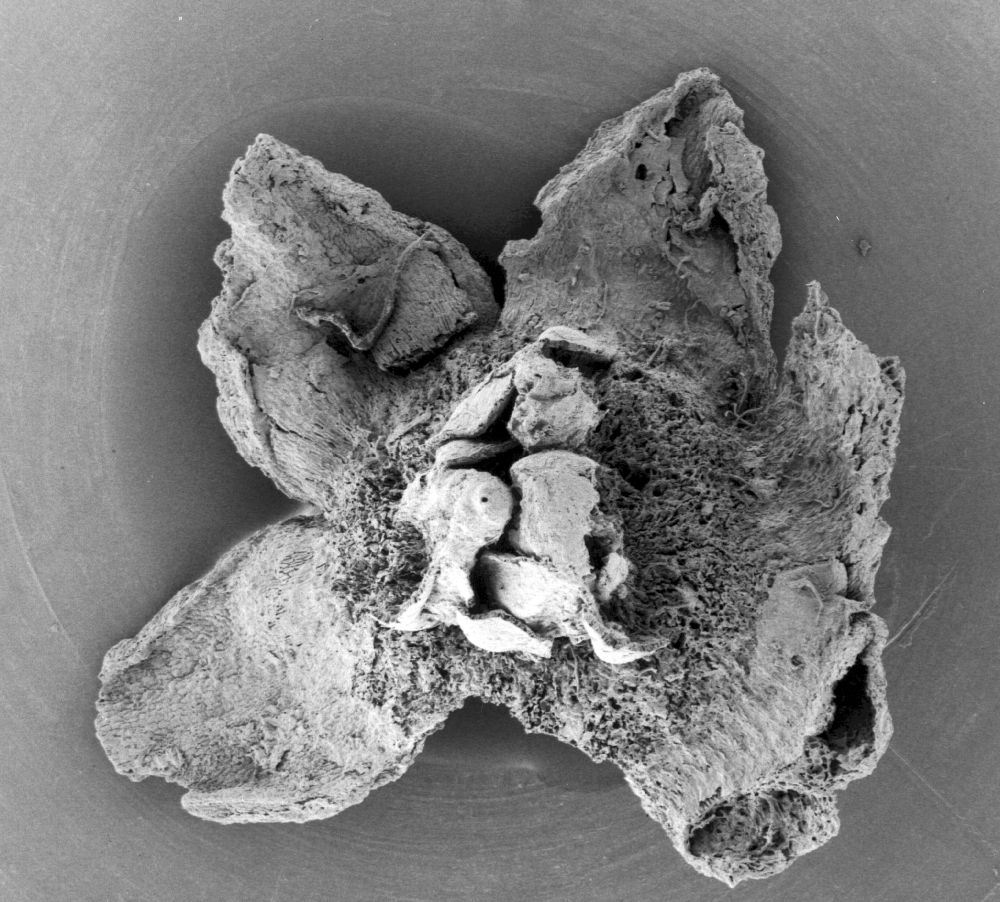 Triuridaceae Mabelia archaia