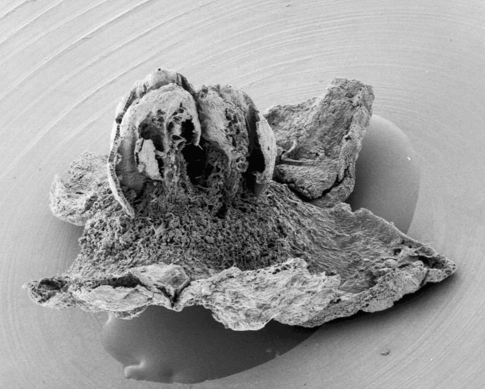 Triuridaceae Mabelia archaia