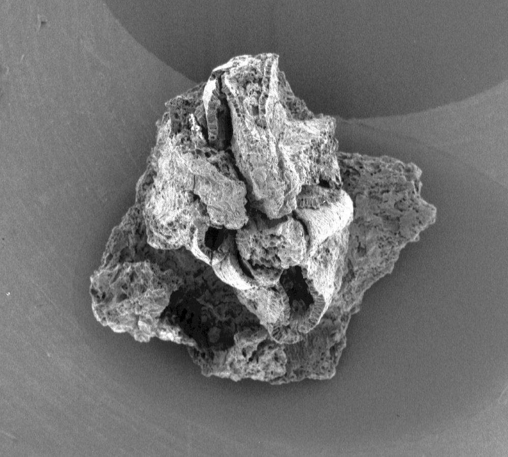 Triuridaceae Mabelia archaia